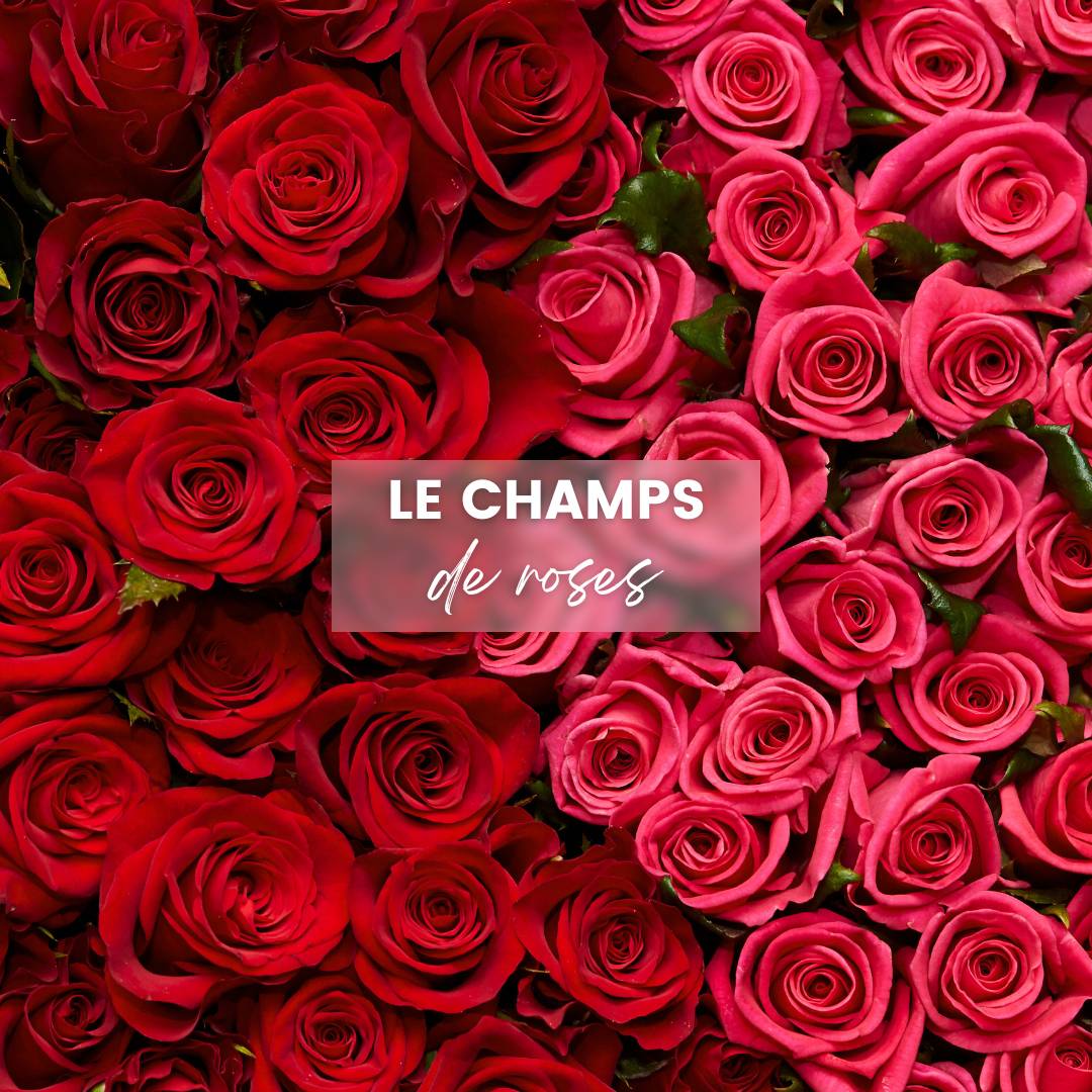 animation-champs-de-rose