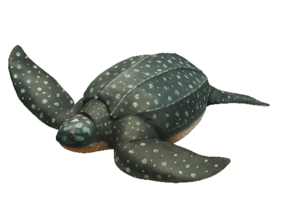 statue-tortue