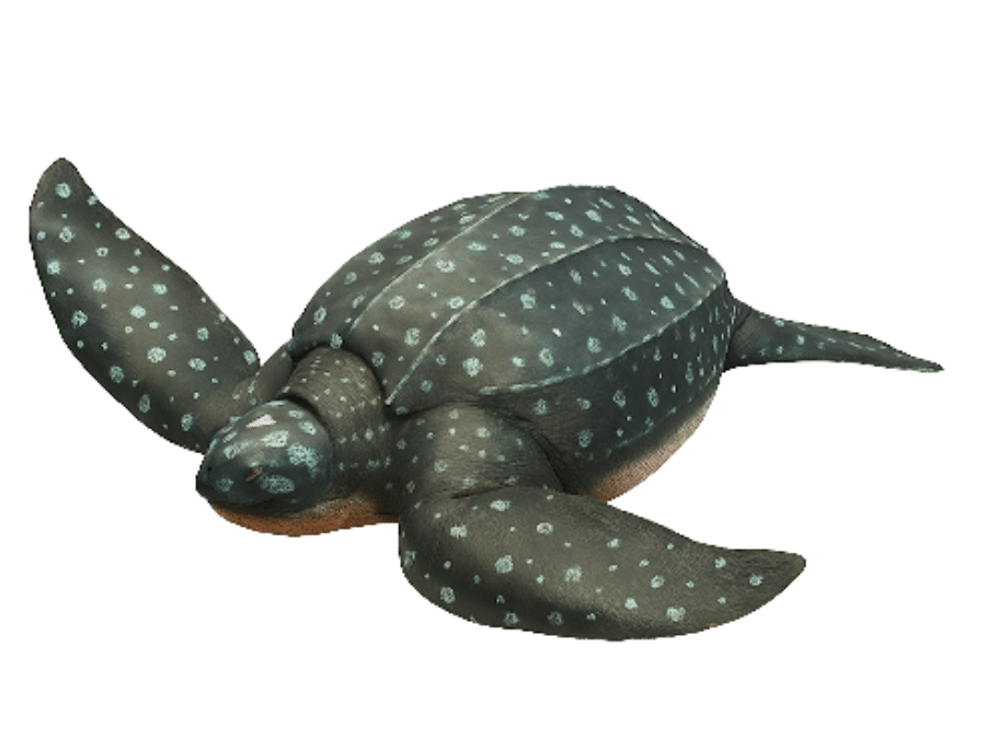 statue-tortue
